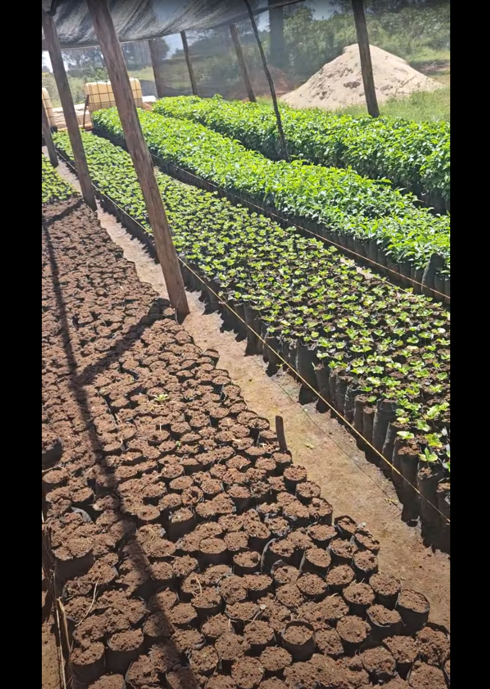 Kapsuswa Estate Certified Seedling Nursery
